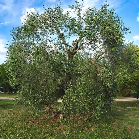 Mirto 1 Querciolaie Collection בית חווה *