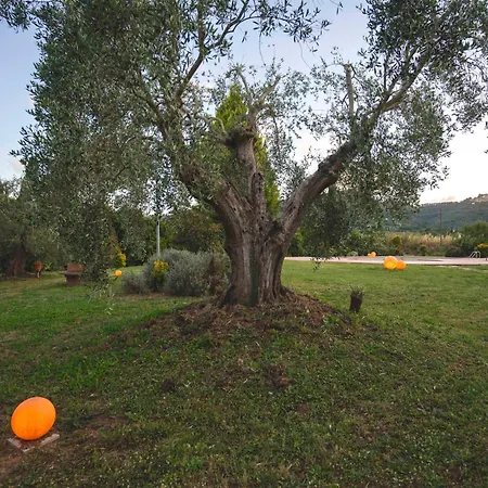 Mirto 1 Querciolaie Collection בית חווה